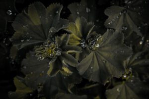 fotografi blomsterfotografi vanddråber